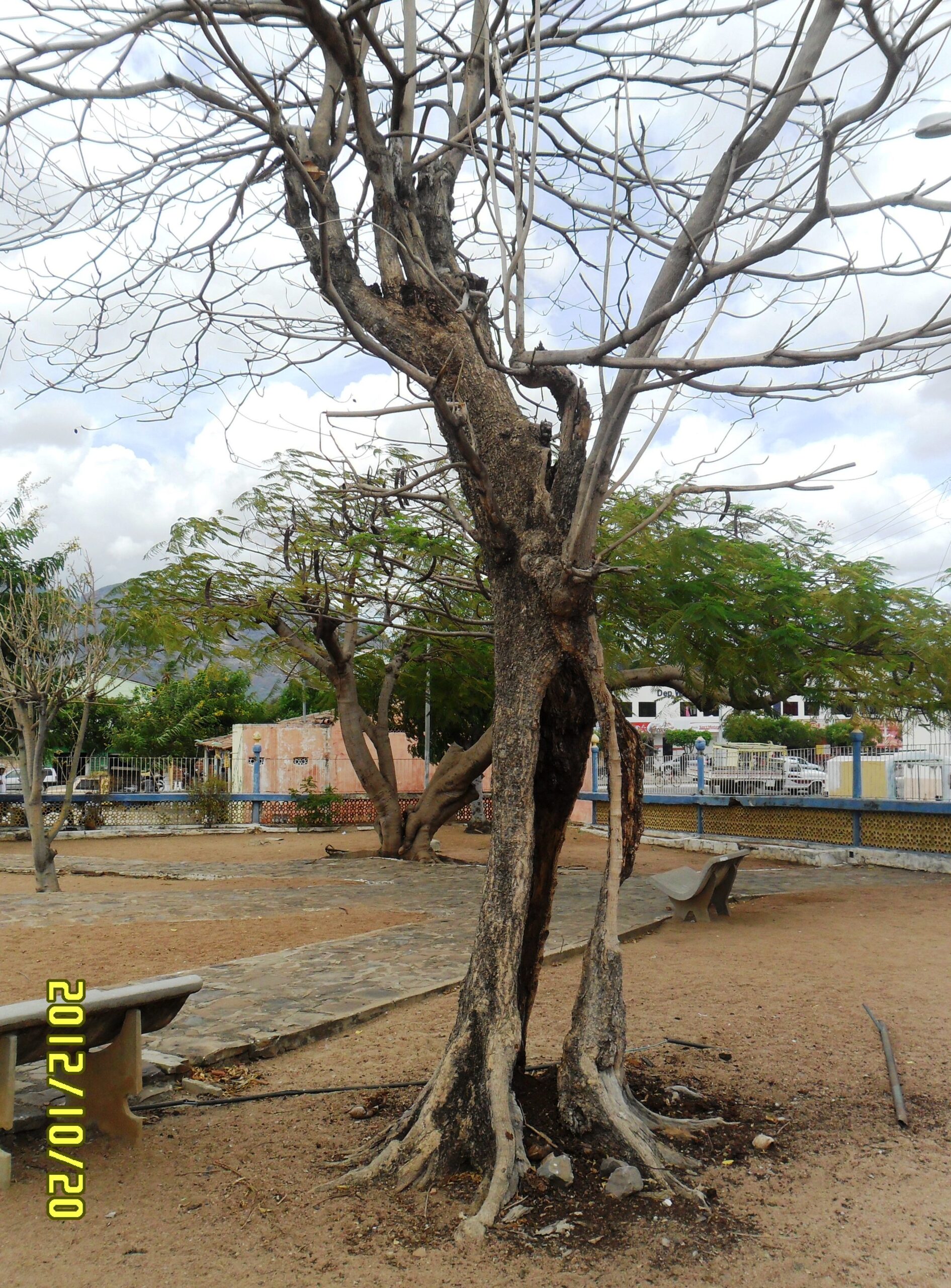 Castanholeira